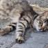 HAMİLE KEDİYE GEÇİCİ YUVA ARANIYOR fotoğraf