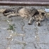 HAMİLE KEDİYE GEÇİCİ YUVA ARANIYOR fotoğraf