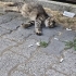 HAMİLE KEDİYE GEÇİCİ YUVA ARANIYOR fotoğraf
