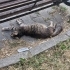 HAMİLE KEDİYE GEÇİCİ YUVA ARANIYOR fotoğraf