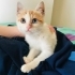Gecici yuvadan son günleri sokağa  dönmesin acill yuvaa fotoğraf