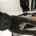 Russian Blue+Tekir Karışımı Yavru Yuva Arıyor fotoğraf