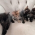 Evinize Neşe Katacak 4 Muhteşem Silindir! 🐾 fotoğraf
