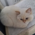 Mia yuva arıyor fotoğraf