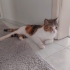 MİA' KIZIMIZA ACİL YUVA ARIYORUZ fotoğraf