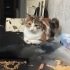 MİA' KIZIMIZA ACİL YUVA ARIYORUZ fotoğraf