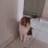 MİA' KIZIMIZA ACİL YUVA ARIYORUZ fotoğraf