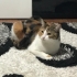MİA' KIZIMIZA ACİL YUVA ARIYORUZ fotoğraf