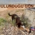 6 AYLIK KOKONİ-KELPİE MELEZİ, GEÇİCİ YUVASI ALIN YOKSA BARINAĞA BIRAKALIM DİYOR fotoğraf
