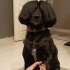 Lia Akıllı Uslu Eğitimli fotoğraf