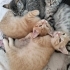 Kedi protein alerjim yüzünden acil kedilerimize yuva arıyoruz fotoğraf