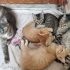 Kedi protein alerjim yüzünden acil kedilerimize yuva arıyoruz fotoğraf