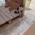 Minik smokine yuva arıyoruz. fotoğraf