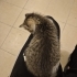 Şirin ve güzel prenses Toby yeni evini arıyor :) fotoğraf
