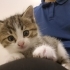 Şirin ve güzel prenses Toby yeni evini arıyor :) fotoğraf