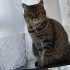 British Shorthair fotoğraf
