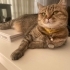 British Shorthair fotoğraf