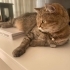 British Shorthair fotoğraf