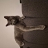 Kral ciddiyetinde bir kedi fotoğraf