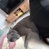 Kral ciddiyetinde bir kedi fotoğraf