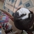 Kral ciddiyetinde bir kedi fotoğraf