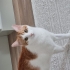 Acil yuva ariyorum fotoğraf