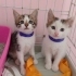 Minik Patiler yuva arıyor (1 erkek,1 dişi ) fotoğraf