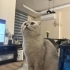 Toroman için Yuva arıyoruz fotoğraf
