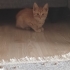 TURUNCU KEDİSEVERLERE GELSİN..!! fotoğraf