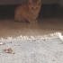 TURUNCU KEDİSEVERLERE GELSİN..!! fotoğraf