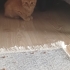 TURUNCU KEDİSEVERLERE GELSİN..!! fotoğraf
