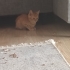 TURUNCU KEDİSEVERLERE GELSİN..!! fotoğraf