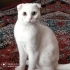 8-9 AYLIK SCOTTISH FOLD..!! KISIR..!! fotoğraf