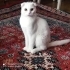 8-9 AYLIK SCOTTISH FOLD..!! KISIR..!! fotoğraf