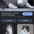 Britihs kırmızı kedimize aile arıyorum fotoğraf