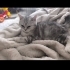 British Yavru kedi fotoğraf