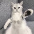 British Yavru kedi fotoğraf