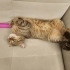 Kedi Sahiplendirme fotoğraf