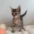Tatlı Nina yuva arıyor fotoğraf