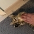 Tatlı Nina yuva arıyor fotoğraf