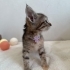 Tatlı Nina yuva arıyor fotoğraf