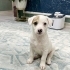 3,5 AYLIK 3 KG JACK RUSSEL KIZI ÇUKURDAN AKUT KURTARDI, 2 AYDIR GEÇİCİ YUVADA😿 fotoğraf