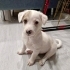 3,5 AYLIK 3 KG JACK RUSSEL KIZI ÇUKURDAN AKUT KURTARDI, 2 AYDIR GEÇİCİ YUVADA😿 fotoğraf