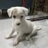 3,5 AYLIK 3 KG JACK RUSSEL KIZI ÇUKURDAN AKUT KURTARDI, 2 AYDIR GEÇİCİ YUVADA😿 fotoğraf