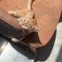 Sarman bebek limon iç dış parazit yapıldı veteriner kontrolü yapıldı fotoğraf