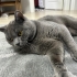 Oyuncudur  çok uysal fotoğraf