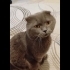 Ücretsiz cins kedi, erkek, kısır, aşılı fotoğraf
