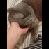 Ücretsiz cins kedi, erkek, kısır, aşılı fotoğraf