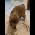 Ücretsiz cins kedi, erkek, kısır, aşılı fotoğraf