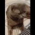 Ücretsiz cins kedi, erkek, kısır, aşılı fotoğraf